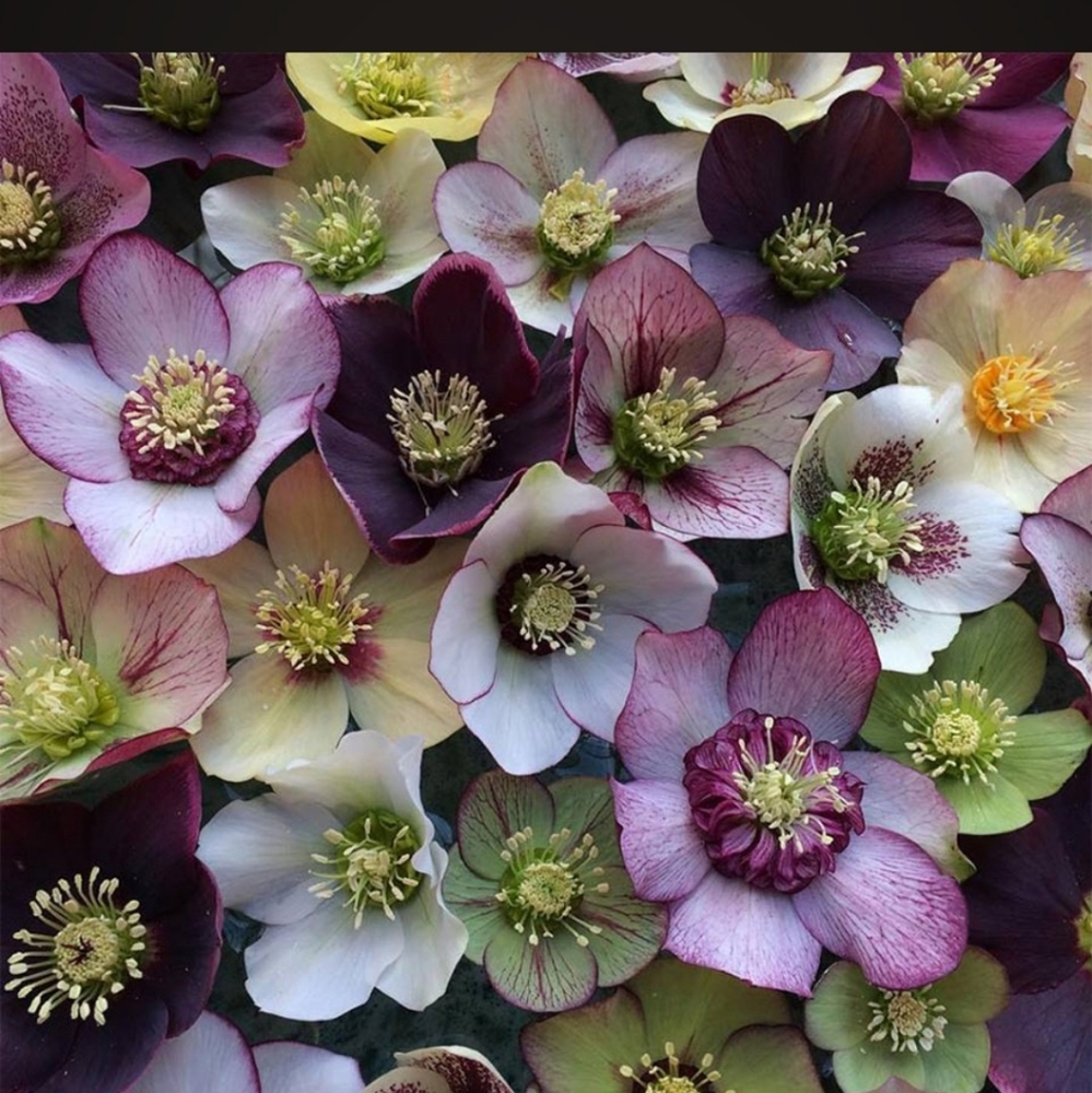 Hellebores Lenten Rose 4 plants $45